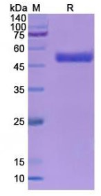 SDS PAGE (TFAM-6414H).jpg